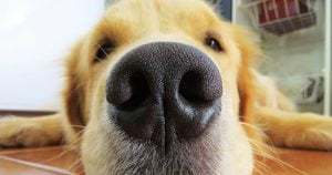 Lee más sobre el artículo La importancia de la nariz fría en perros: ¿qué indica y cuándo debemos preocuparnos?