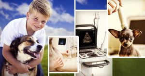 Lee más sobre el artículo La importancia del ultrasonido en el diagnóstico de enfermedades caninas