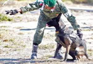 Lee más sobre el artículo La increíble labor de los perros de búsqueda y rescate: héroes de cuatro patas
