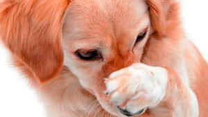 Lee más sobre el artículo La pimienta no es mala para los perros: consejos para mantener su salud