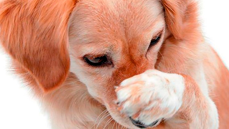 En este momento estás viendo La pimienta no es mala para los perros: consejos para mantener su salud