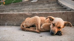 Lee más sobre el artículo La triste realidad de los perros callejeros en México: ¿Qué podemos hacer al respecto?