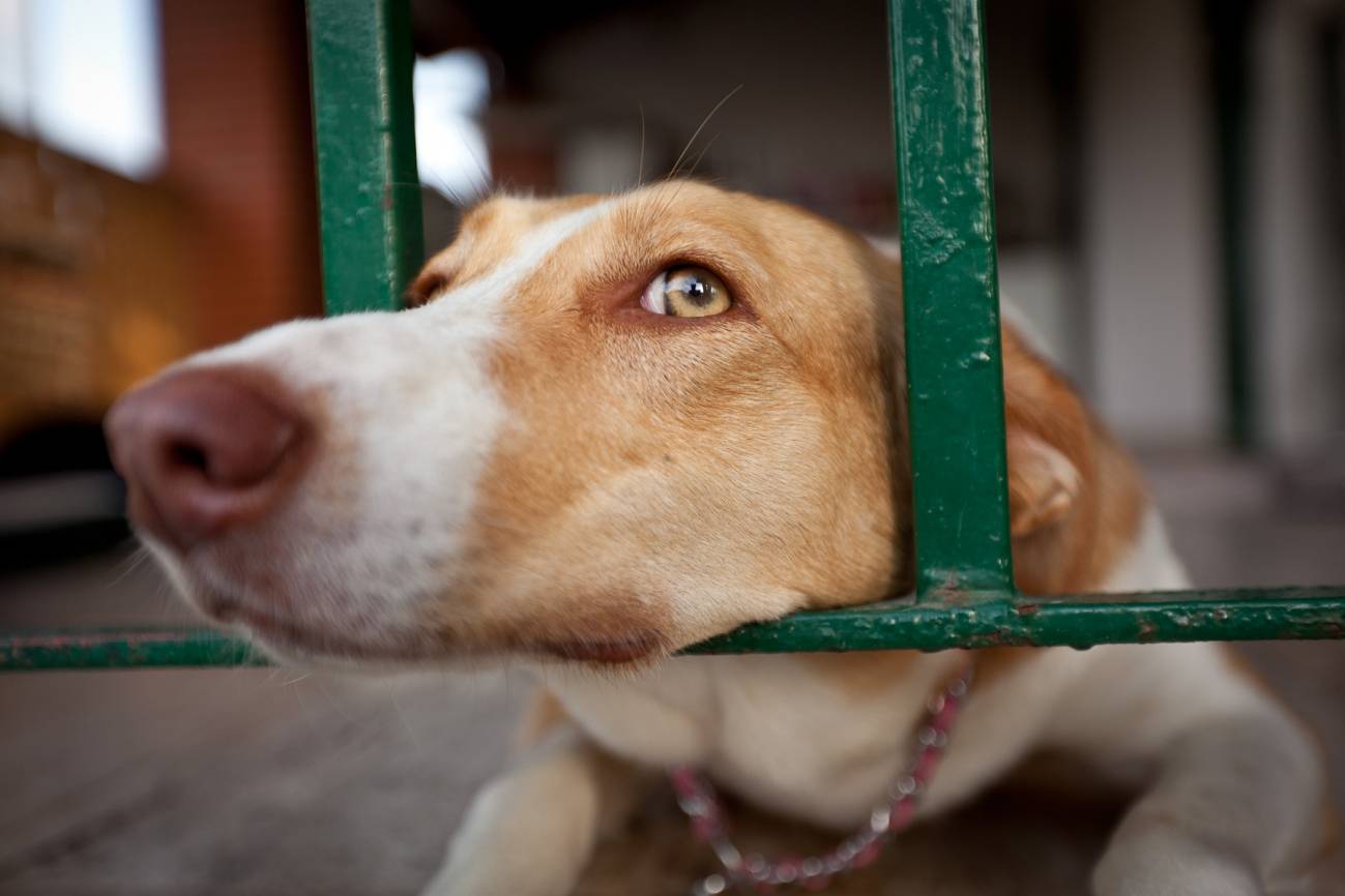 En este momento estás viendo La verdad detrás de las perreras: ¿qué sucede con los perros una vez allí?