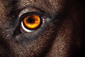 Lee más sobre el artículo La visión de los perros: descubre lo que tus mascotas pueden ver que tú no.