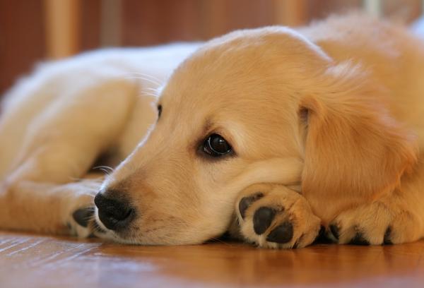 En este momento estás viendo Las enfermedades más frecuentes en los Golden Retriever y cómo prevenirlas