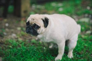 Lee más sobre el artículo Leche como laxante para perros: consejos para mantener la salud intestinal