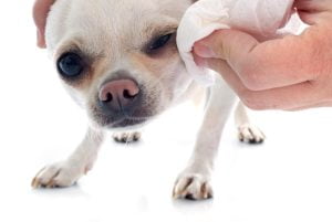 Lee más sobre el artículo ¿Legañas verdes en tu perro? Descubre las causas y cómo tratarlas