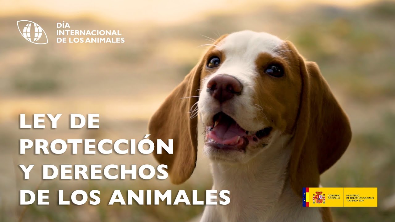 En este momento estás viendo Ley de Protección Animal en México: ¿Qué derechos tienen los perros?