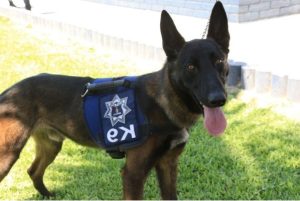 Lee más sobre el artículo Descubre la sorprendente labor de los perros detectores K9 en la policía y en la seguridad privada