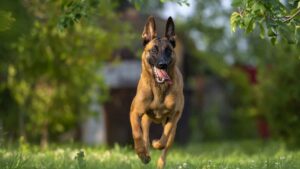 Lee más sobre el artículo Los perros más inteligentes: ¿qué hacen y cómo puedes entrenarlos?