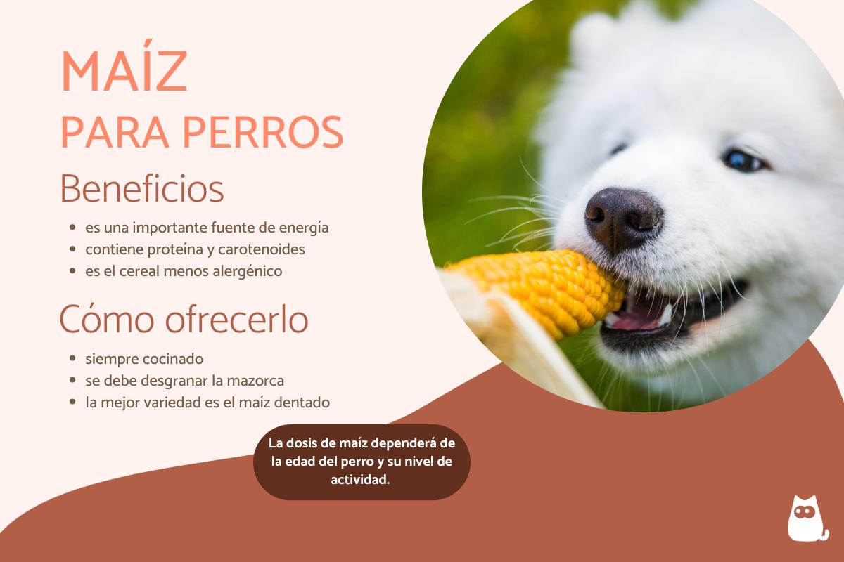 En este momento estás viendo Los perros pueden comer palomitas de maíz: consejos para una alimentación saludable