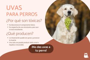 Lee más sobre el artículo ¿Los perros pueden comer pasas? Descubre la verdad sobre esta fruta y la salud de tu mascota