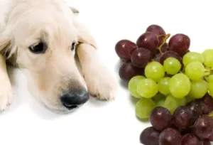 Lee más sobre el artículo Los perros pueden comer uvas sin semillas: consejos para una alimentación saludable