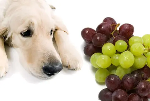 En este momento estás viendo Los perros pueden comer uvas sin semillas: consejos para una alimentación saludable