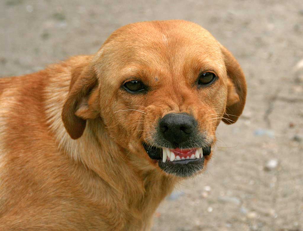 En este momento estás viendo Manejo de perros agresivos: consejos y soluciones efectivas