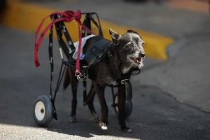 Lee más sobre el artículo Mejora la calidad de vida de tu mascota con prótesis para perros en CDMX