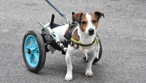 Lee más sobre el artículo Mejora la calidad de vida de tu perro con un andador para patas traseras