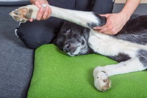 Lee más sobre el artículo Mejora la calidad de vida de tu perro: fisioterapia para fortalecer las patas delanteras