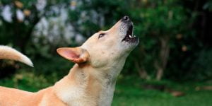 Lee más sobre el artículo Mitos desenmascarados: Descubre la verdadera razón por la que aullan los perros