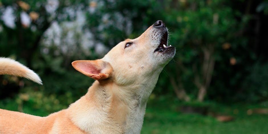 En este momento estás viendo Mitos desenmascarados: Descubre la verdadera razón por la que aullan los perros