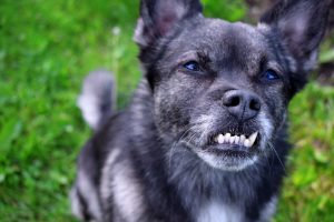 Lee más sobre el artículo Mordida Prognata en Perros: Todo lo que Necesitas Saber sobre esta Condición Dental