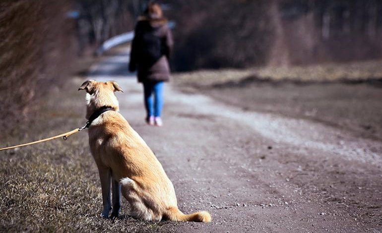 En este momento estás viendo Opciones de rescate: ¿Dónde puedo dejar a mi perro abandonado?