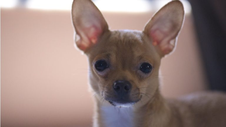 perro chihuahua