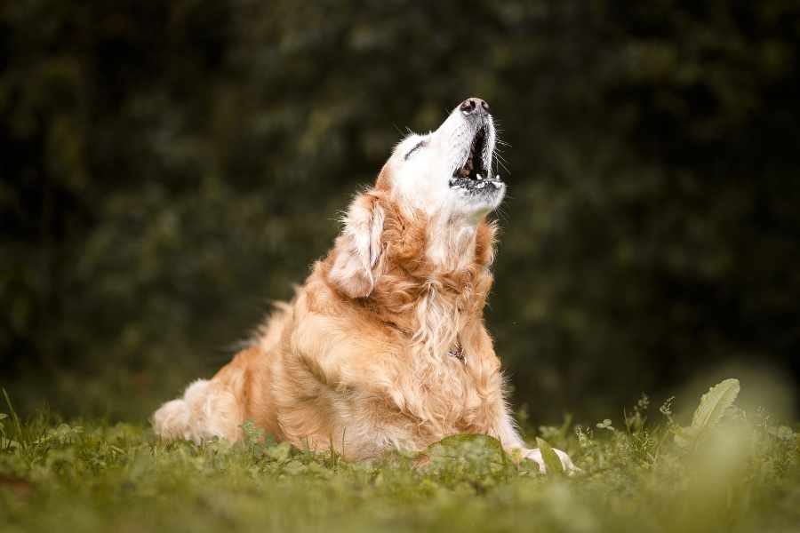 En este momento estás viendo ¿Por qué los perros aúllan al escuchar una sirena? Descubre la razón detrás de este comportamiento canino