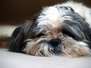 Lee más sobre el artículo ¿Por qué los perros roncan mientras duermen? Descubre las causas y soluciones