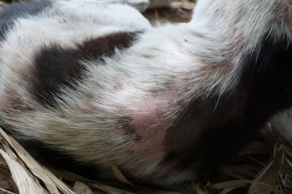 En este momento estás viendo ¿Por qué los perros tienen espinillas negras? Descubre las causas y cómo tratarlas