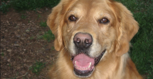 Lee más sobre el artículo ¿Por qué mi perro está perdiendo pigmentación en la nariz?