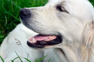 Lee más sobre el artículo ¿Por qué mi perro tiene la lengua blanca y qué puedo hacer al respecto?