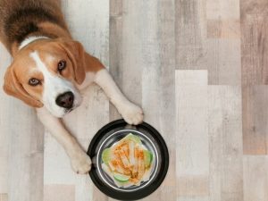 Lee más sobre el artículo ¿Pueden los perros comer jicama? Descubre si esta raíz es segura para tu mejor amigo peludo