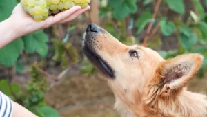 Lee más sobre el artículo ¿Pueden los perros comer mandarina? Descubre la verdad detrás de esta fruta cítrica.