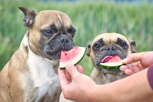 Lee más sobre el artículo ¿Pueden los perros comer mango? Descubre la respuesta aquí