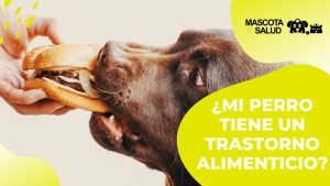 Lee más sobre el artículo ¿Pueden los perros comer sabritas? Descubre la verdad aquí
