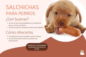 Lee más sobre el artículo ¿Pueden los perros comer tamales? Descubre la respuesta aquí.