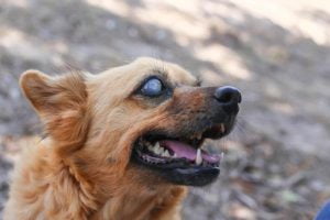 Lee más sobre el artículo Pupilas dilatadas en perros: causas y qué hacer al respecto
