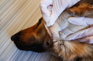 Lee más sobre el artículo ¿Qué es la enfermedad que le da a los perros? Identifica y trata la enfermedad