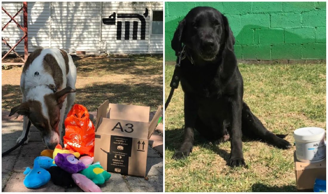 En este momento estás viendo ¿Quieres donar un perro a la policía en México? Descubre cómo hacerlo aquí