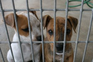 Lee más sobre el artículo Refugios de animales: ¿Dónde llevar perros abandonados?