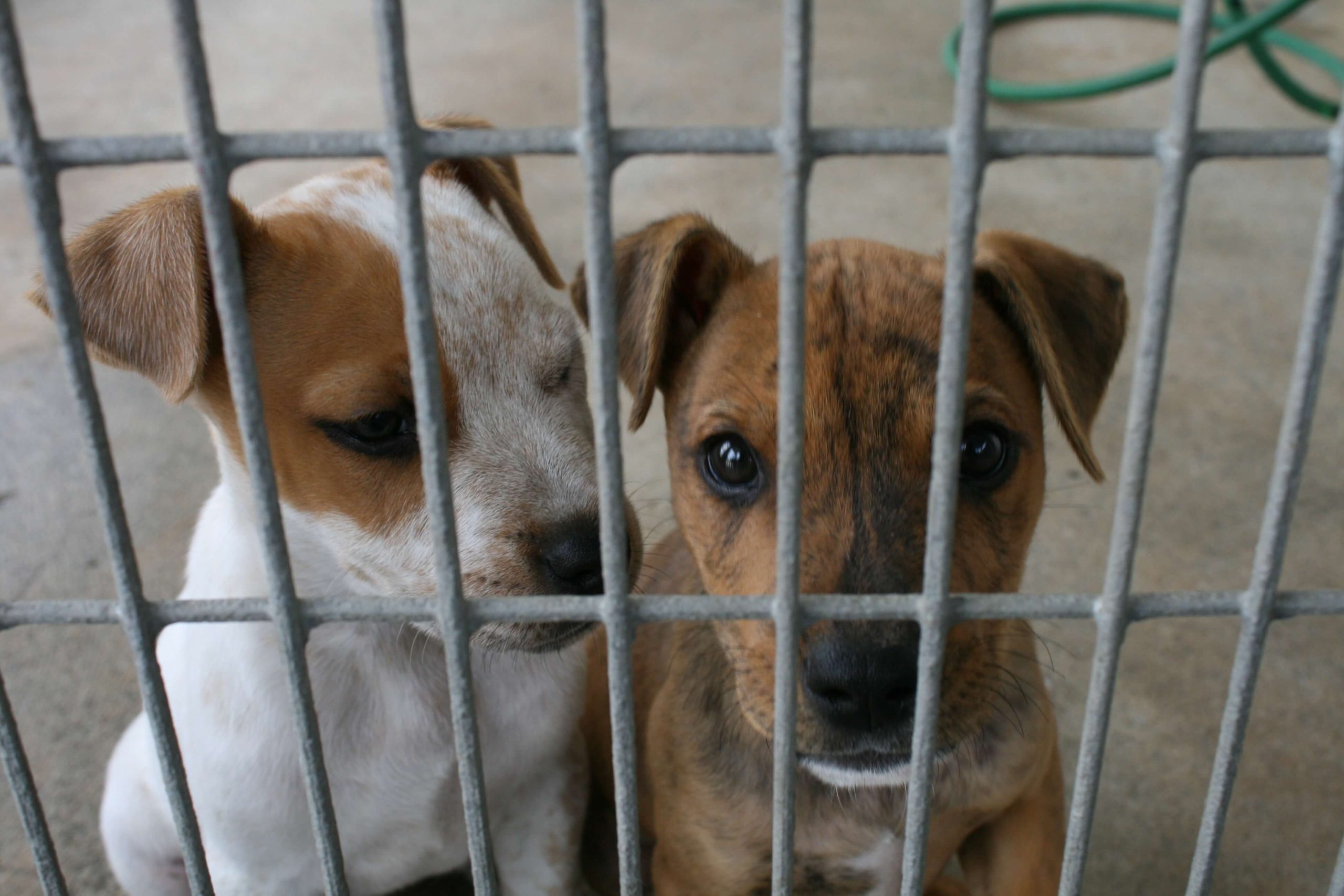En este momento estás viendo Refugios de animales: ¿Dónde llevar perros abandonados?