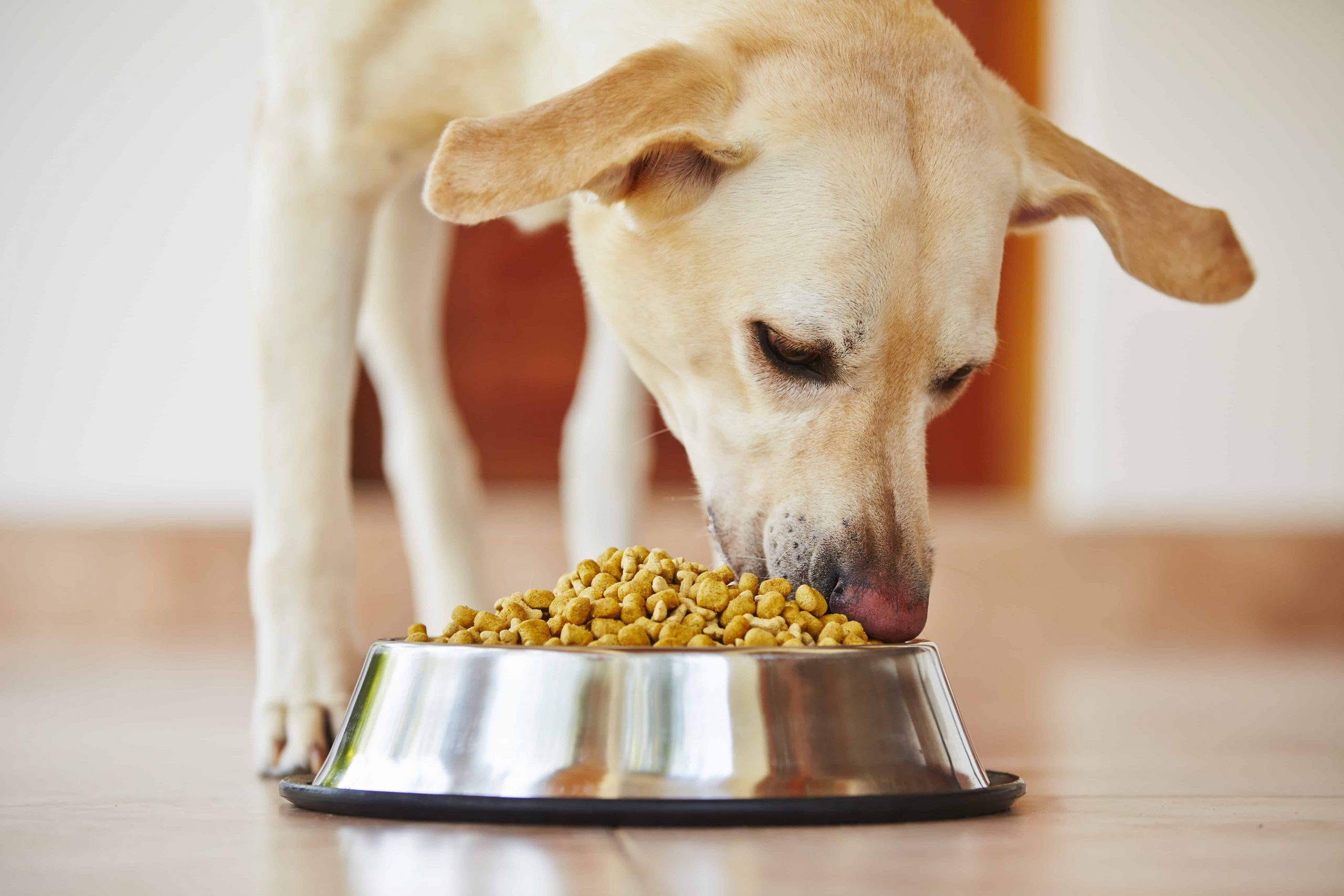 En este momento estás viendo Semaforo nutricional para perros: aprende a elegir la mejor comida para tu mascota