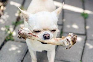 Lee más sobre el artículo ¿Son los huesos de pollo seguros para los perros? Descubre la verdad aquí
