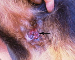Lee más sobre el artículo Todo lo que debes saber acerca de la fistula perianal en perros