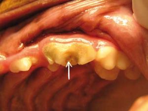 Lee más sobre el artículo Todo lo que necesitas saber sobre la fístula dental en perros: causas, síntomas y tratamientos