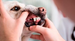 Lee más sobre el artículo Todo lo que necesitas saber sobre la mordida de pinza en perros: causas, prevención y tratamiento