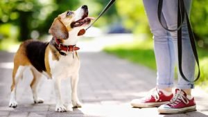 Lee más sobre el artículo ¿Tu perro necesita un psicólogo? Descubre cómo puede ayudar a tu mascota.
