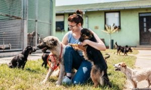 Lee más sobre el artículo Un hogar temporal para perros en necesidad: la labor del refugio para perros abandonados.