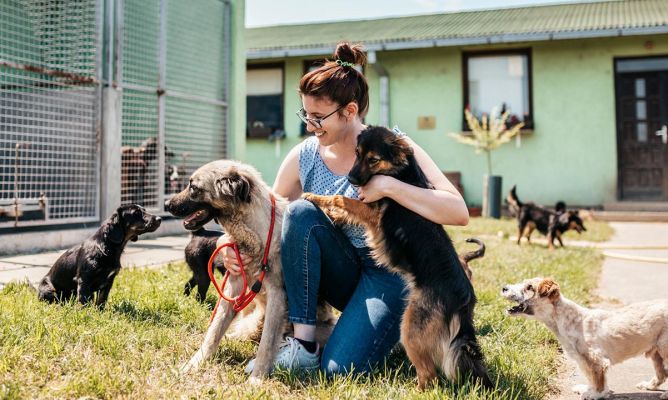En este momento estás viendo Un hogar temporal para perros en necesidad: la labor del refugio para perros abandonados.